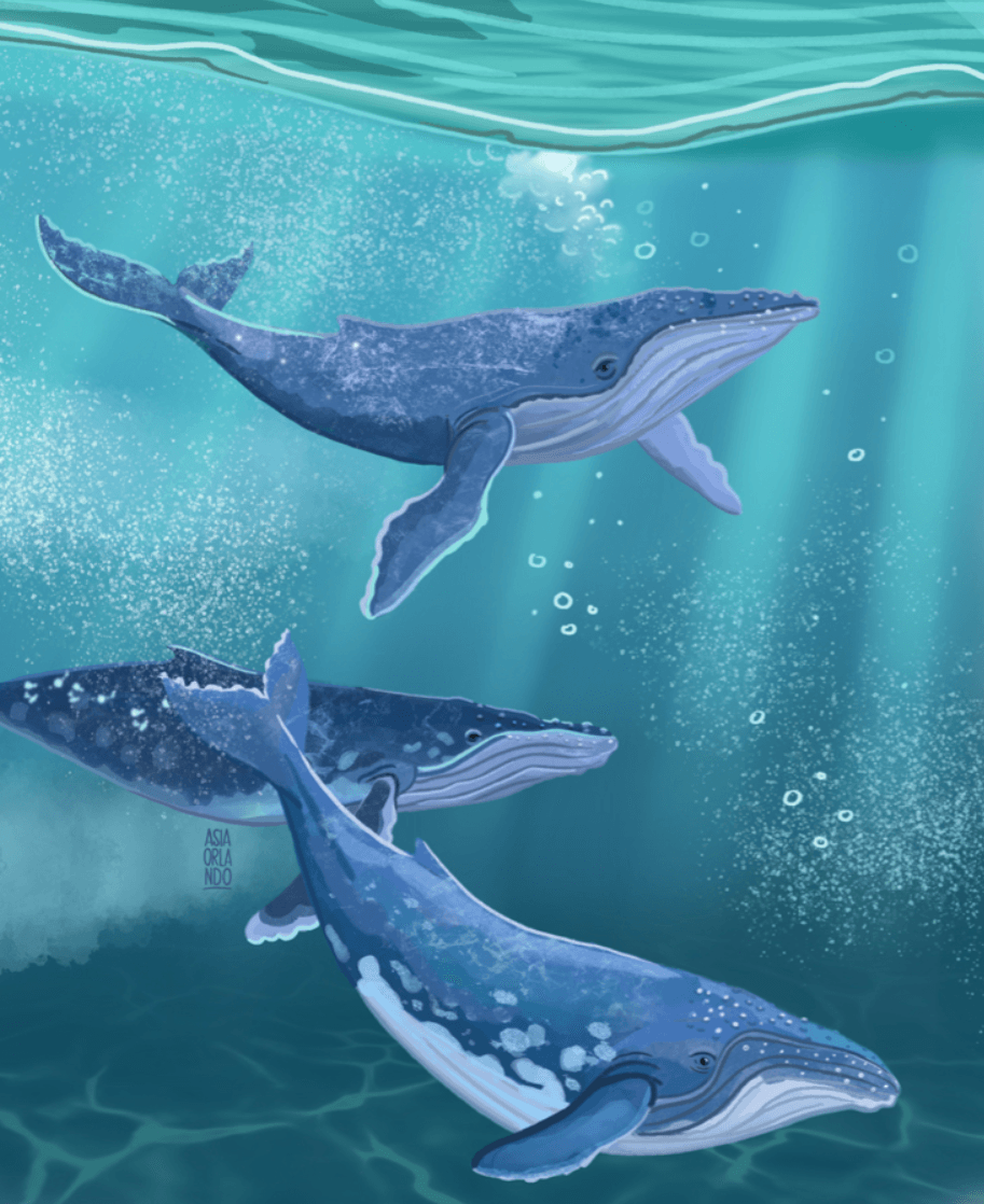 Illustration of three blue whales swimming underwater with light beams shining through.