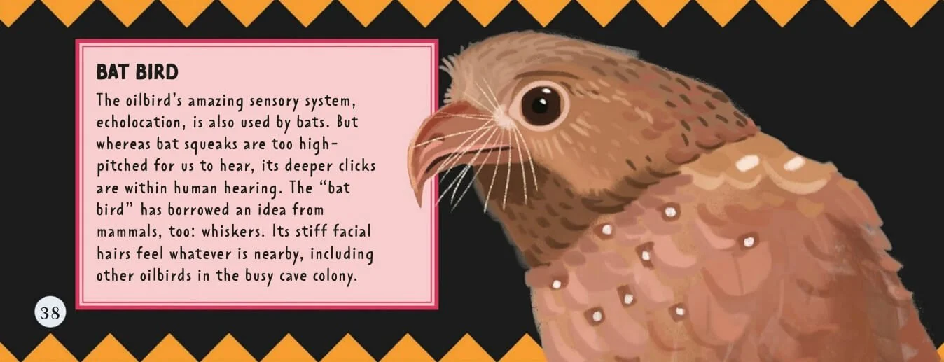 Illustration of a bird called a bat bird with information about its sensory system, echolocation, and physical features, set against a black background with a yellow and black border.