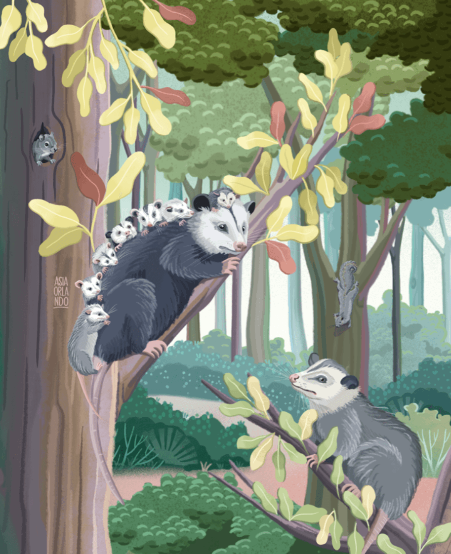 A cartoon illustration of a forest with various animals, including a mother opossum with babies on her back, a squirrel, a chipmunk, and a bird, perched on tree branches surrounded by lush green foliage.