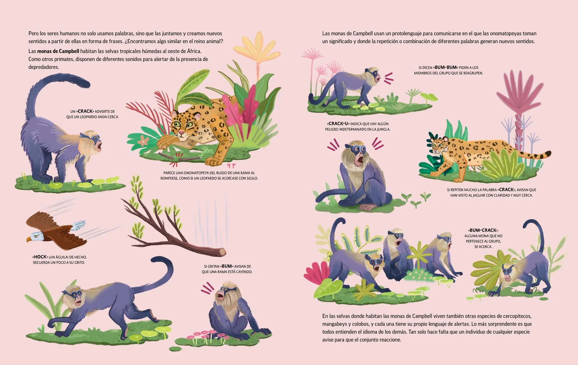 Illustration of Campbell's monkeys in the jungle, showing various behaviors and interactions among them, including communication sounds like 'crack' and 'bum-bum,' with lush tropical plants and animals like leopards, an eagle, and a monkey.