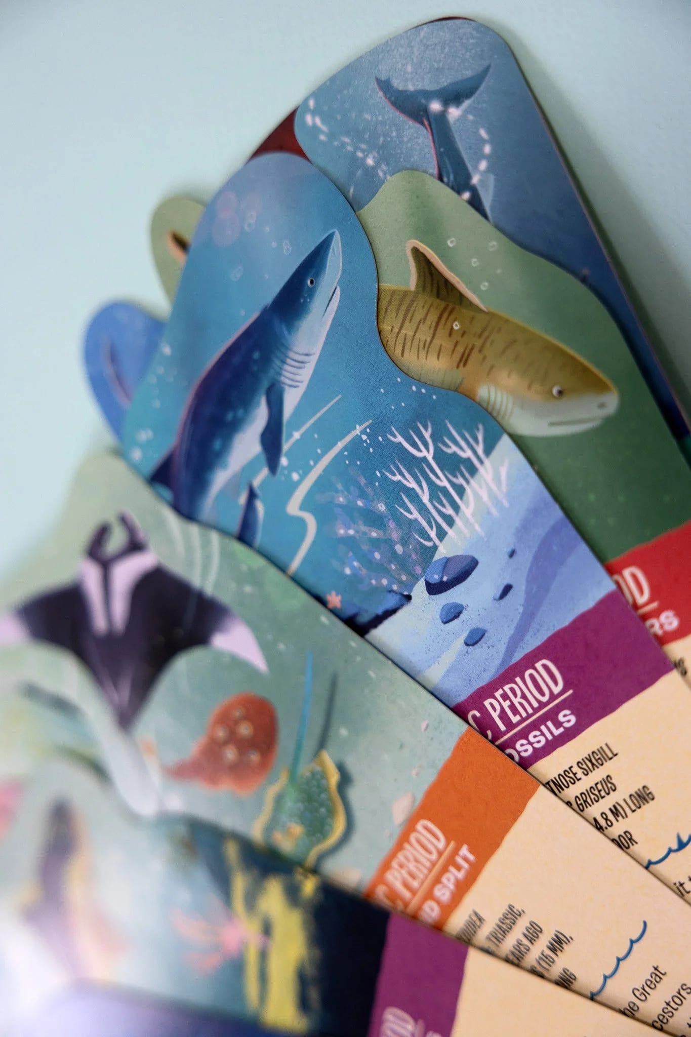 Close-up of educational dinosaur flashcards featuring illustrations of different dinosaur species and facts.