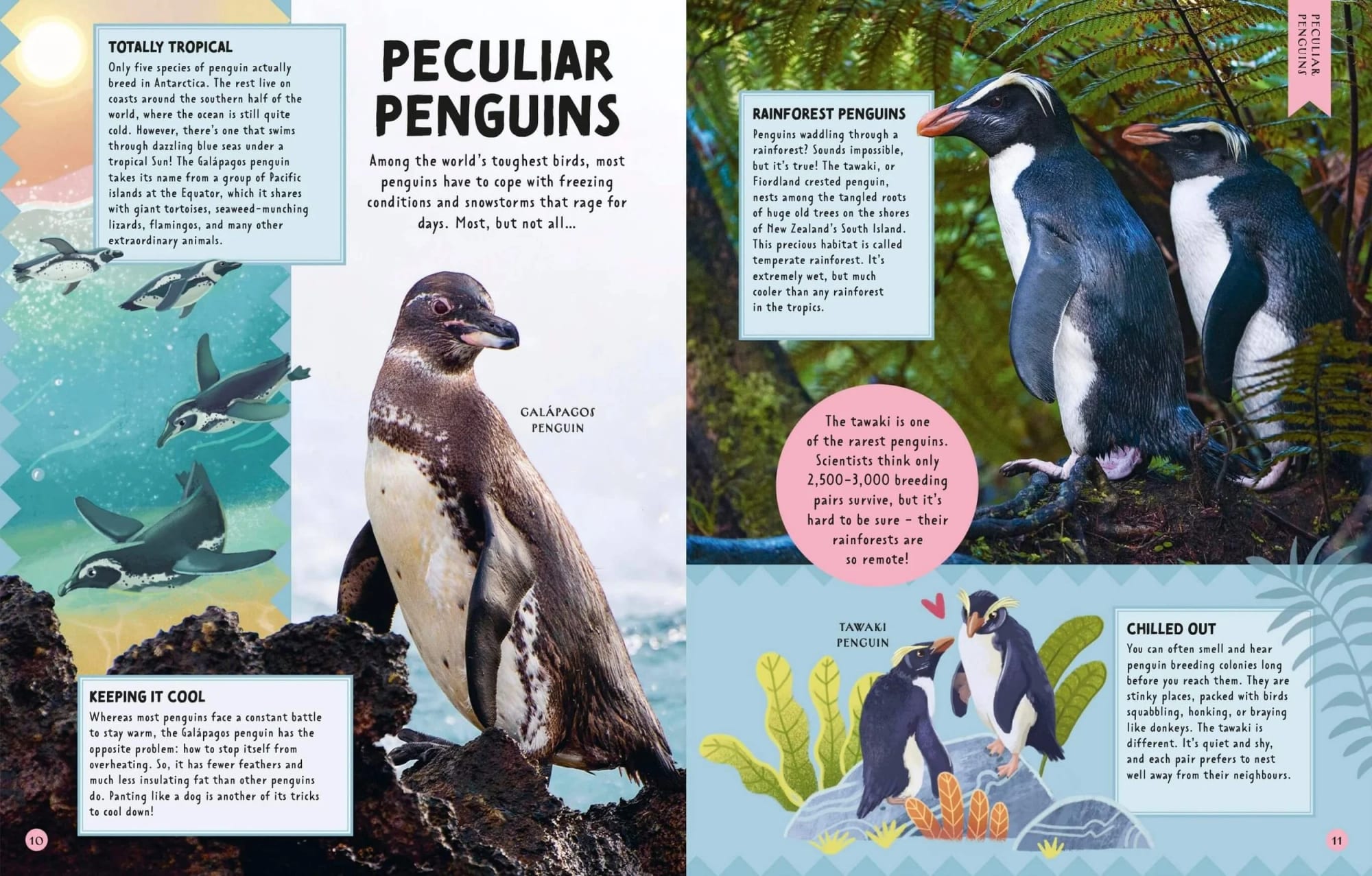 Colorful magazine spread about penguins, featuring images and illustrations of different penguin species such as Galápagos, rainforest, and tawaki penguins. Text describes their habitats and adaptations.