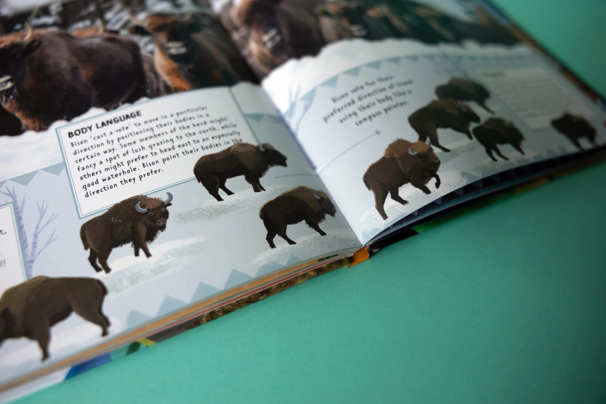 An open illustrated book showing bison with descriptive text and various bison illustrations on pages, set against a green surface.