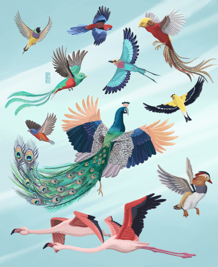 Illustration of various colorful birds including a peacock, flamingos, parrots, and other exotic bird species flying in the sky.