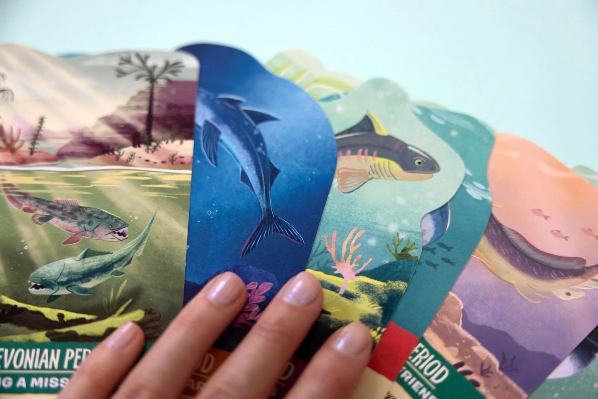 Shark Facts Cards