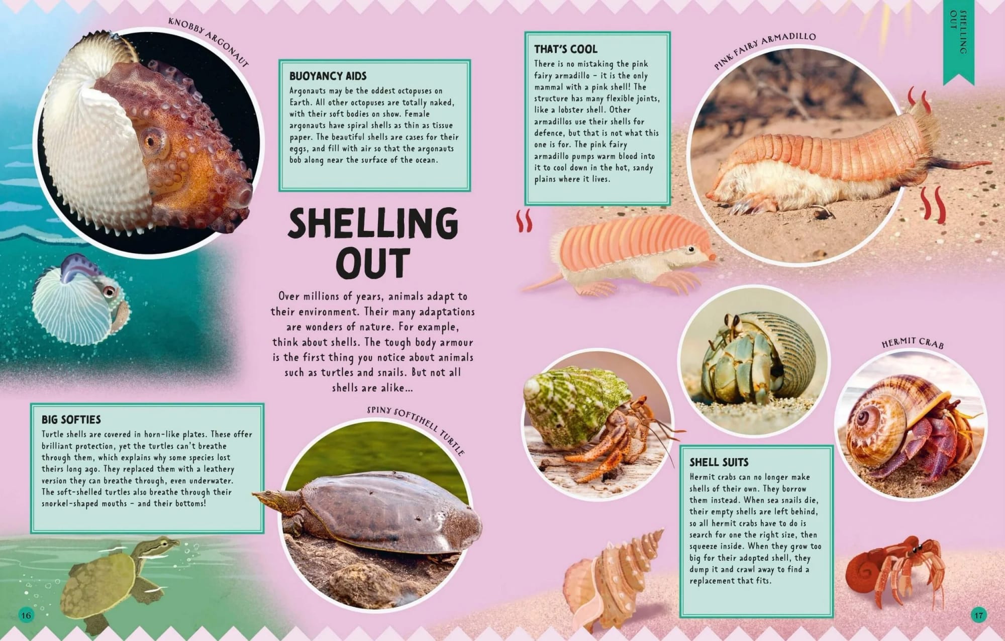 Educational illustration about animal shelling adaptations. Features images and descriptions of various animals such as hermit crabs, pink fairy armadillo, and spiny softshell turtle, highlighting their shell adaptations for protection and survival.