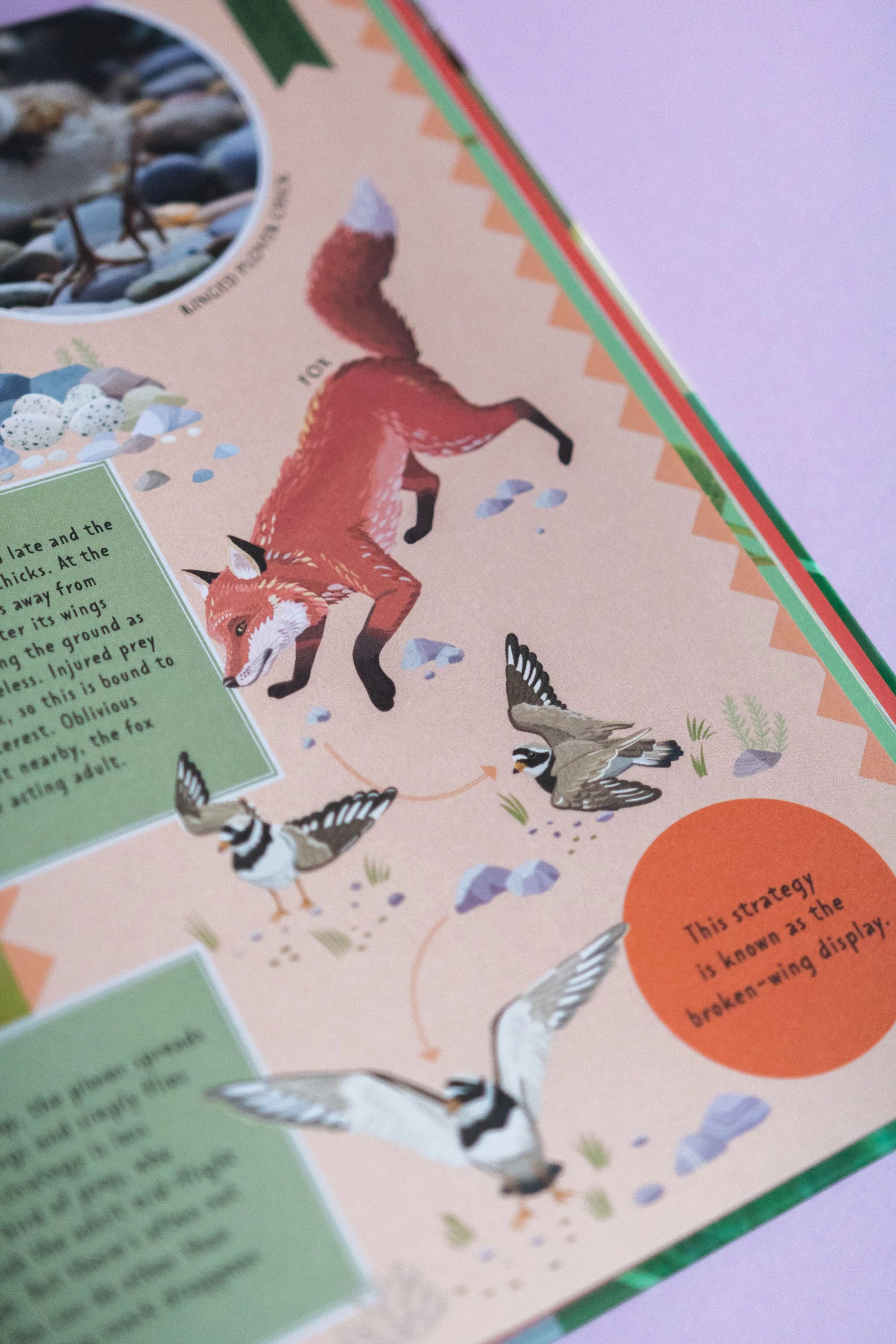 Illustration showing a red fox and several birds, including a woodpecker and a falcon, engaging in a bird-watching or bird-strategy activity on a pink background with rocks and grass.