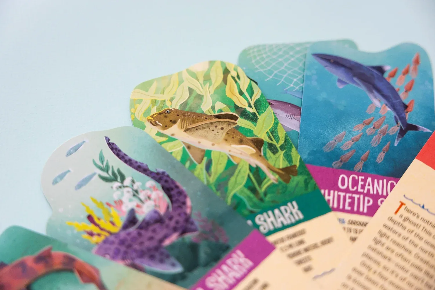 Shark Facts Cards