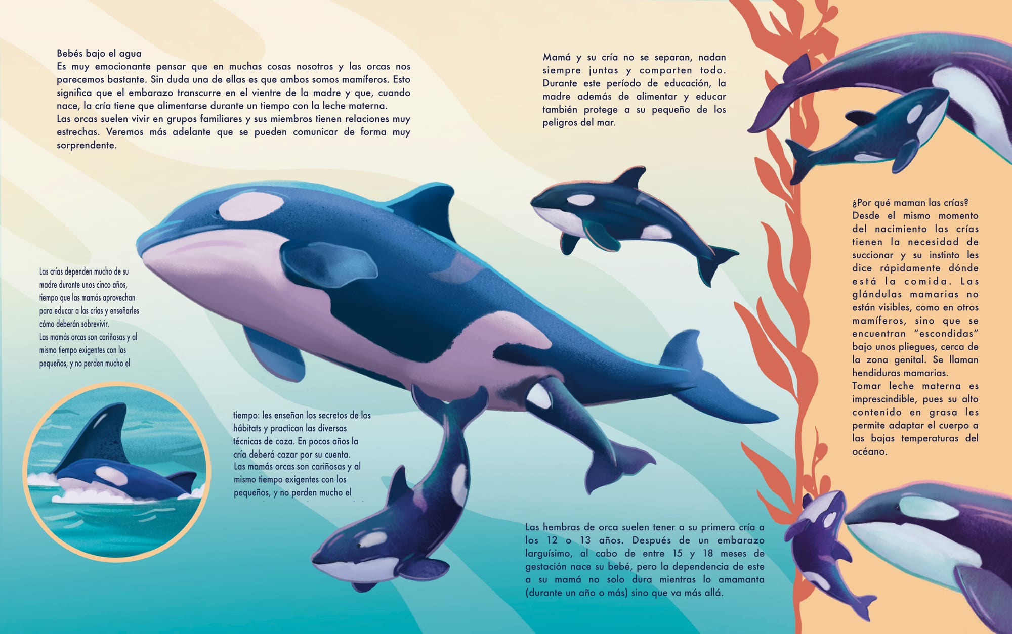 Babies underwater spread — orca mother and calf swimming together.