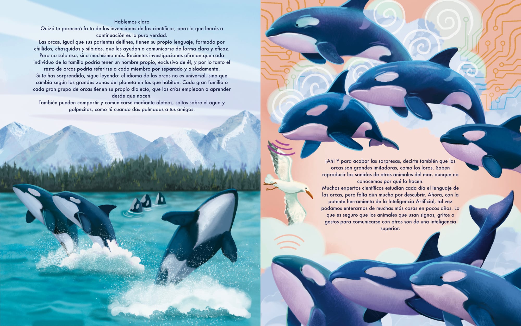 Orca communication spread — pods leaping and signalling each other.