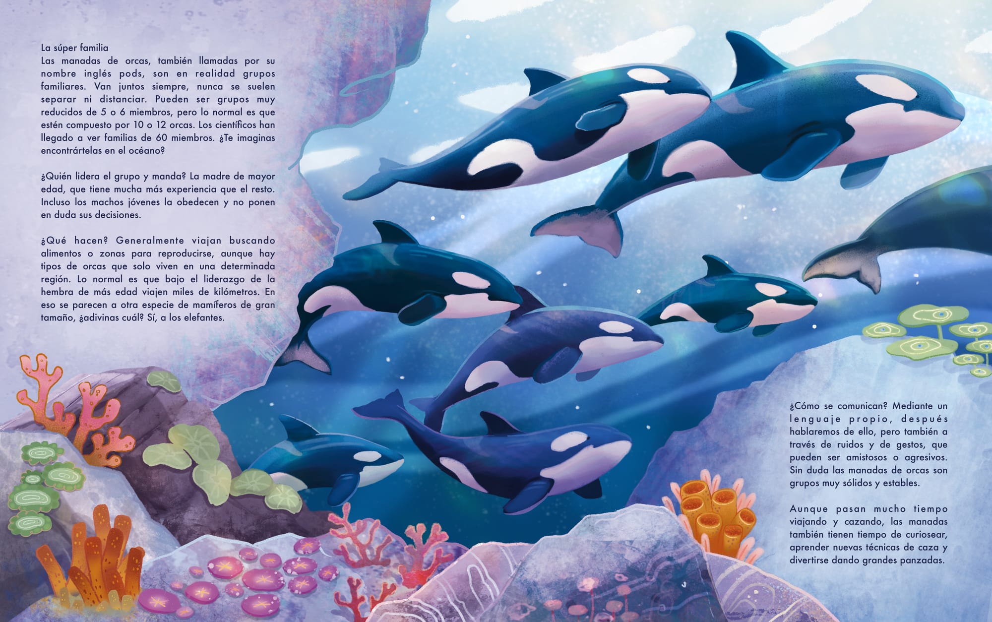 Orca family pod swimming together — La súper familia spread.