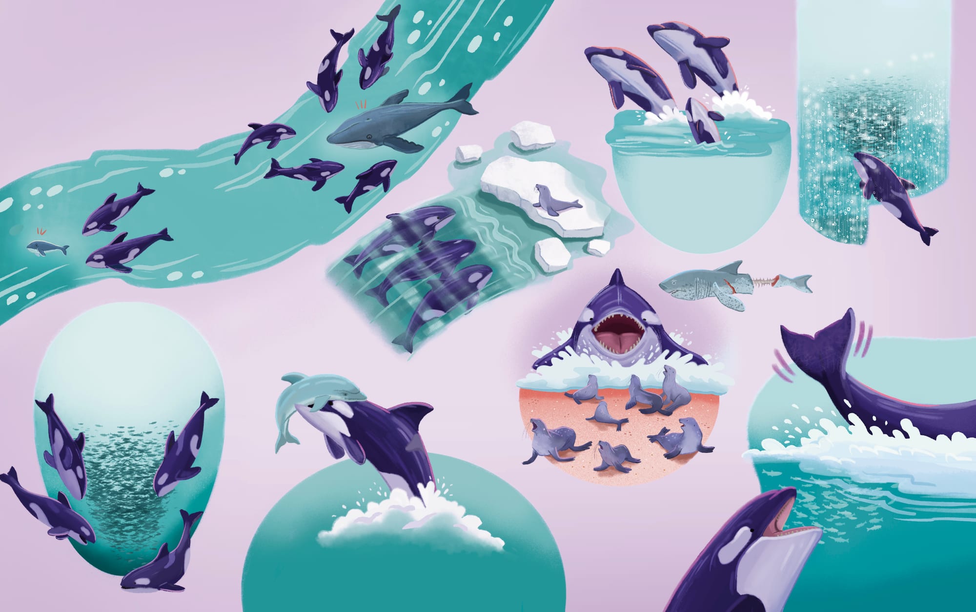 Orcas hero spread — various scenes of killer whales swimming, breaching and hunting